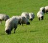 انواع خوراک، جیره و نرخ تغذیه گوسفند در منزل