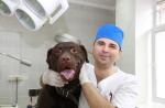 Dilatación gástrica aguda y vólvulo gástrico en perros