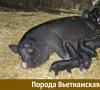 Razas de cerdos aptas para la cría en Rusia.