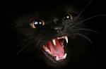 К чему снится взрослая черная кошка?