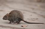 Por qué las ratas son peligrosas para los humanos y qué enfermedades transmiten