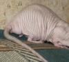 Mascotas inusuales: ratas sin pelo Ratas sin pelo