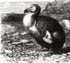 Dodo paukštis: naikinimo istorija Kas yra dodo