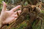 رتیل جالوت: بزرگترین عنکبوت جهان چگونه است؟