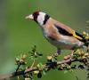Stehlík spievajúca príroda.  Vtáčik stehlík.  Popis, vlastnosti, životný štýl a biotop stehlíka.  Hniezda stehlíkov sú vždy nezvyčajné a úhľadne poukladané