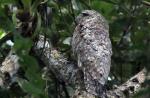 Chotacabras Reproducción del chotacabras gigante del bosque