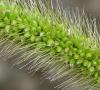Zelená štetinatá (myši zelené) štetinová tráva (myši zelené) (Setaria viridis, S
