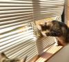 อาการตัวร้อนของแมว: เริ่มเมื่อใด นานแค่ไหน และต้องทำอย่างไร?