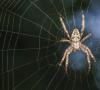 Daño de araña: que es y como eliminarlo