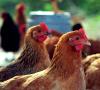 Análisis de las principales causas y métodos para eliminar las sibilancias en pollos.