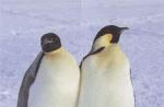 Pingüino emperador: foto y descripción, hábitat, estilo de vida y datos interesantes ¿Cuánto pesa un pingüino emperador?