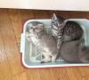 Un pequeño bulto en la casa: cómo acostumbrar a un gatito a la caja de arena Algunas razones para rechazar la caja de arena