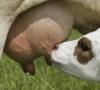 Productividad lechera de los animales de granja