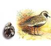 Chorlito, chorlito pájaro, descripción del chorlito, todo sobre chorlitos, chorlito en la naturaleza