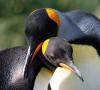 El pingüino emperador es el pingüino más grande Un mensaje sobre el pingüino emperador