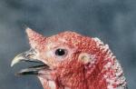 Qué sonidos hace un pavo: una descripción general de las señales de los pájaros Humedad del aire e iluminación