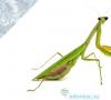 ¿Por qué la mantis religiosa hembra mata al macho? La hembra que come