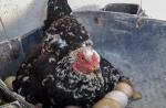 چه مدت مرغ از تخم بیرون می آید - چند روز که بر دوره جوجه کشی تأثیر می گذارد
