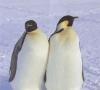 Pingüino emperador: foto y descripción, hábitat, estilo de vida y datos interesantes ¿Cuánto pesa un pingüino emperador?