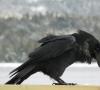 Jay, un pájaro con cresta robando pan de un comedero Pájaro omnívoro negro 5 letras