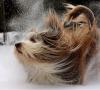 در صورت ریزش موی سگتان چه باید کرد؟