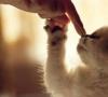 تربیت بچه های شیطون: نحوه تنبیه صحیح گربه بدون توجه به سن