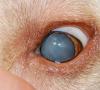 بیماری های چشمی در سگ ها