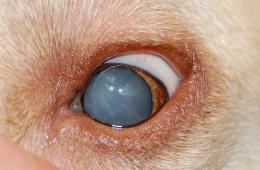 بیماری های چشمی در سگ ها