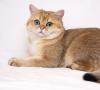 نژاد گربه چینچیلا طلایی: شخصیت، 10 عکس، ویدئو