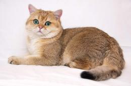 نژاد گربه چینچیلا طلایی: شخصیت، 10 عکس، ویدئو