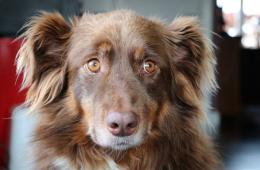 پیشگیری و درمان سیستیت در سگ