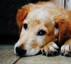 خطرناک ترین آسیب شناسی کشنده در سگ ها