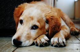 Самые опасные смертельные патологии у собак