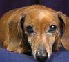 В домашних условиях или в клинике — лечение ушного клеща у собак