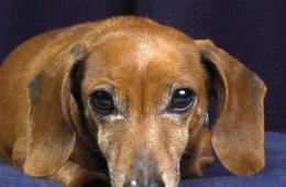 در خانه یا در کلینیک - درمان کنه گوش در سگ