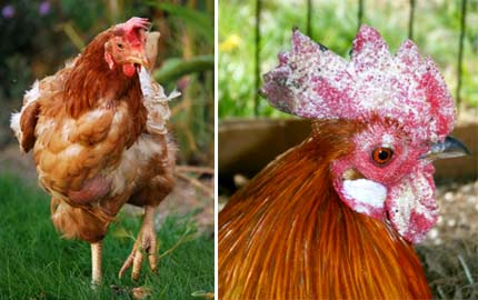 Amatööri BBW porno kuvia