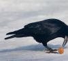 پرندگان زمستانی و مهاجر: نام پرندگان، حقایق جالب