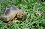 Jak dbać o żółwia lądowego