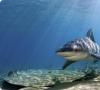 Hit paradas: labiausiai pavojingų ryklių