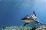 Hit paradas: labiausiai pavojingų ryklių