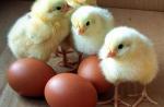 Eclosión de polluelos en una incubadora