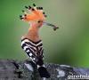 Hoopoe - vták so zaujímavým zobákom