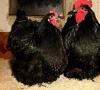 La raza de pollos Golden Orpington - aristócratas ingleses del patio de pájaros