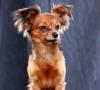 Mini toy terrier: fotos y precios, estándar, pelo liso, pelo largo