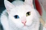 Jak nazwać białego kotka?