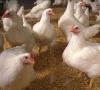 Biznes z kurczaka i przykłady biznesplanów z hodowli kurczaków