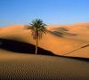 Pustynie i półpustynie: gleba, klimat, przyroda