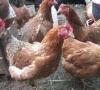 ¿Por qué no poner gallinas ponedoras: las principales razones