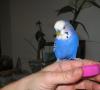 Budgies - پرندگان موسیقی: از توانایی گوش دادن به توییت های زیبا و آواز خواندن