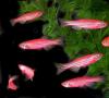 Obsah ružovej zebrafish